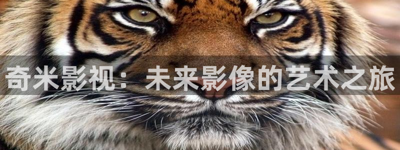 伊人影院精品综合影院：奇米影视：未来影像的艺术之旅